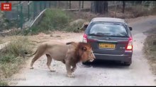 Jungal King Ke Mulakat