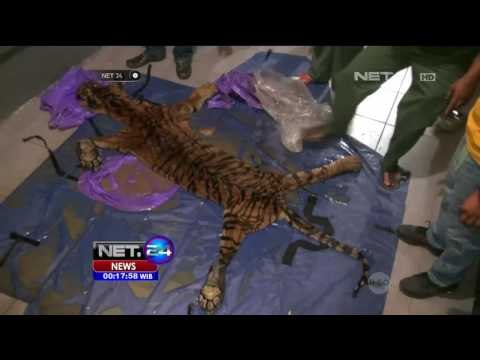 Penadah Kulit Harimau Sumatera Ditangkap - NET 24