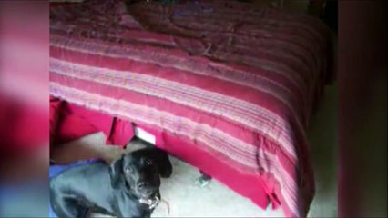 Bain ou promenade, ce chien a choisi son camp