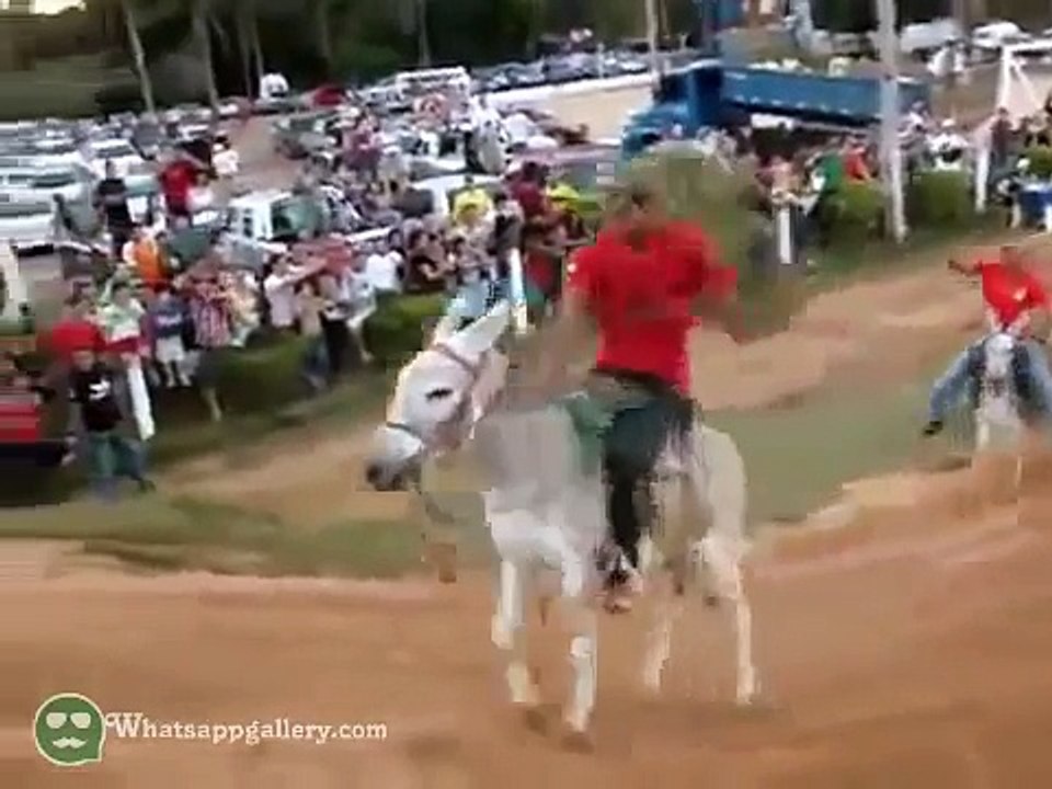 Donkey best funny video must watch
