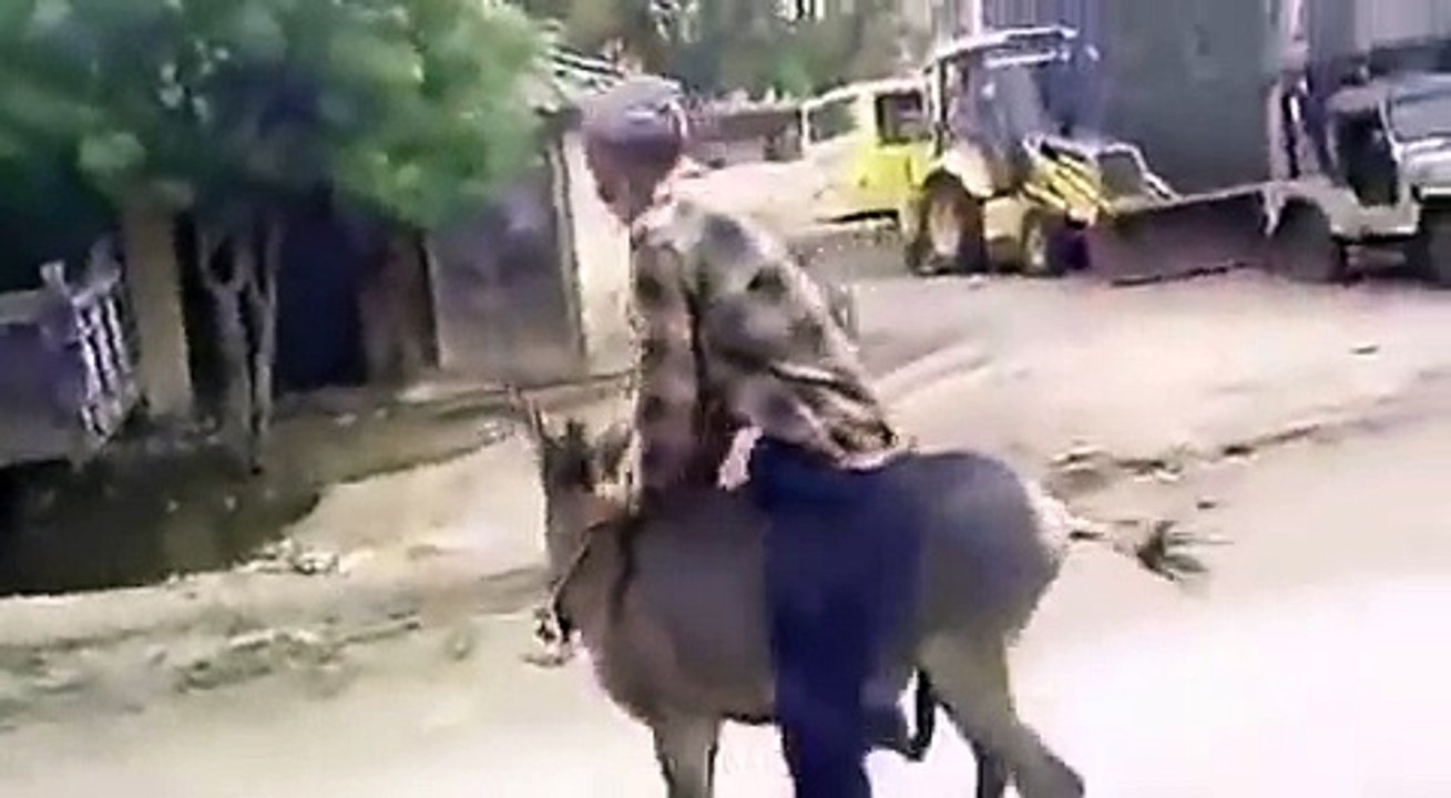Donkey best funny video must watching