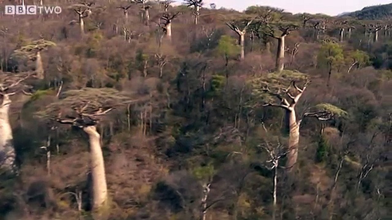 Wild Madagascar, with David Attenborough - Madagascar: Island of Marvels, Preview - BBC Two