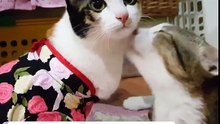 Ces deux chattes avec des paralysies opposées vivent en parfaite harmonie et se complètent !