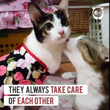 Ces deux chattes avec des paralysies opposées vivent en parfaite harmonie et se complètent !