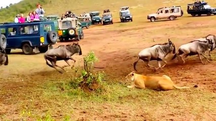 Dişi Aslan'ın yapamadığını erkek Aslan yaptı