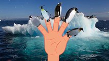 Penguin Finger Family Sea Animale | Pinguin Pingu Madagascar Penguin Pororo 뽀로로 Daddy Finger