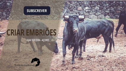 CRIAR EMBRIÕES EM VACAS BRAVAS