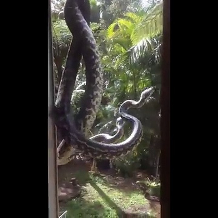 cobra-na-janela
