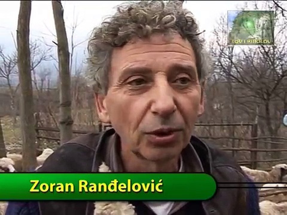 Wolf attacks sheep - UNCENSORED