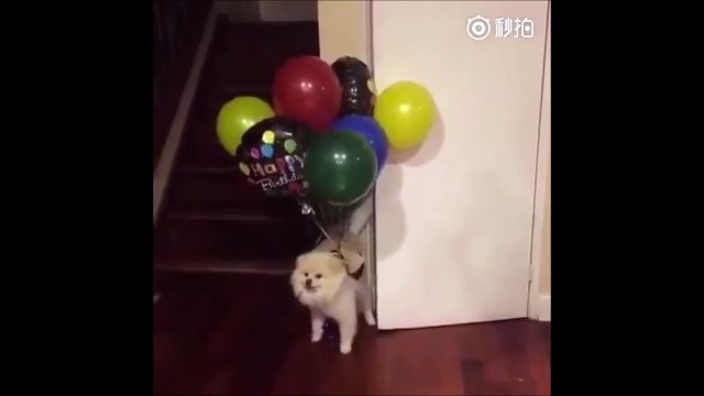 Quand ton chien s'envole porté par des ballons d'hellium