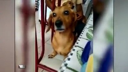 queijo-nao-e-pra-cachorro