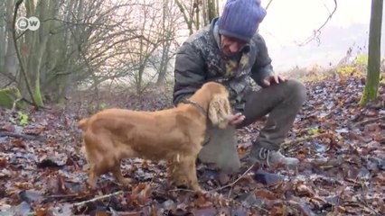 Как трюфель стал причиной войны