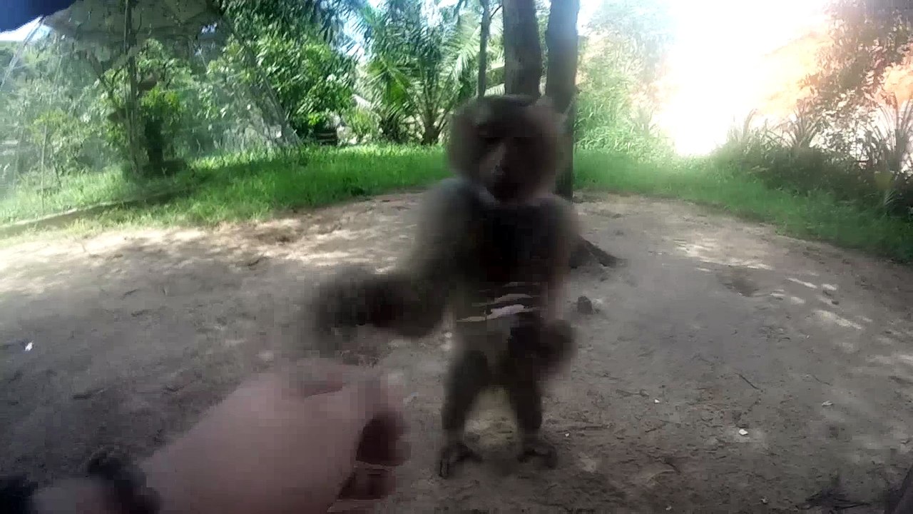 Cute Animals | Vietnam Bonus Vlog