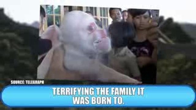 10 Most Shocking Real Mutations In Animals - YouTube_2