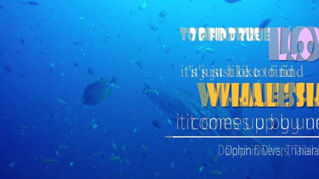 Whaleshark-Valentine's day : Scuba Diving, Koh Chang, Thailand