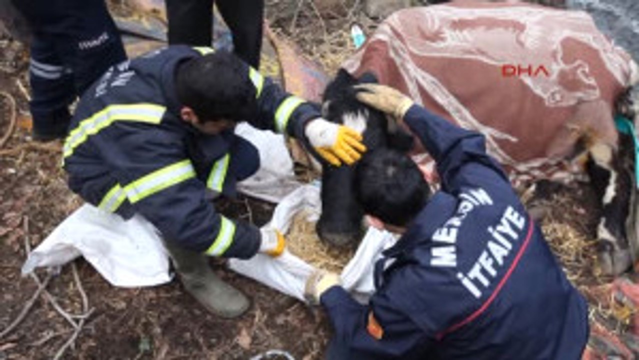 Mersin'de 12 Saatlik Inek Kurtarma Operasyonu