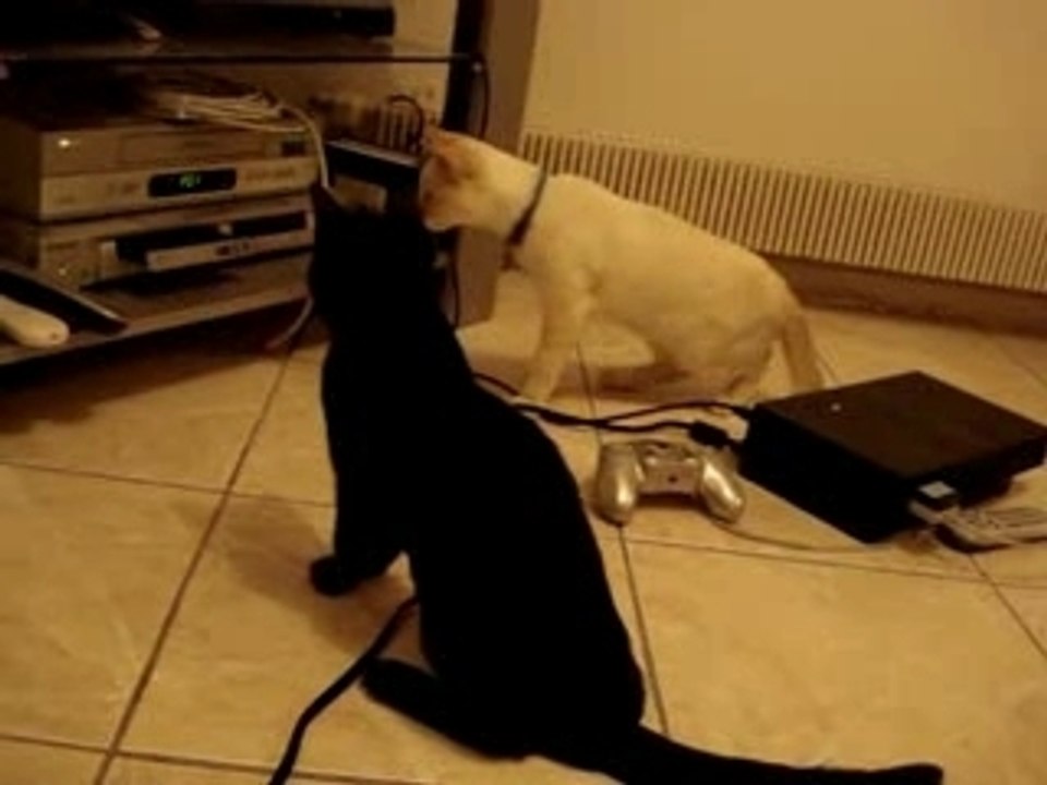 Le combat super craignos