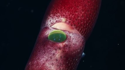El calamar de ojos 'imposibles' del océano profundo
