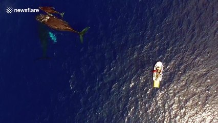Humpback whales swim around boat with newborn calf
