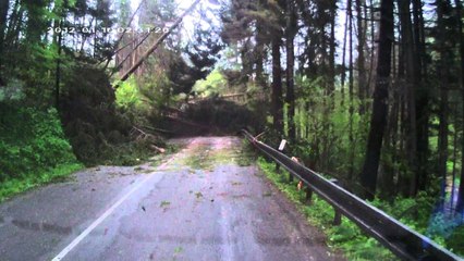 Des arbres tombent sur une voiture