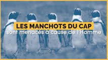 Les manchots du Cap sont menacés à cause de l'Homme