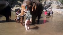 Elle s'approche trop près d'un éléphant qui le lui fait comprendre
