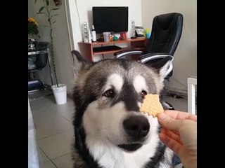 This Is One Way to Calm a Howling Husky Down