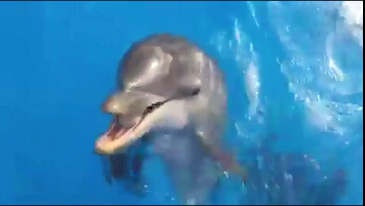 DOLPHIN BIRTHDAY