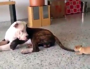 Pit-Bull vs Chihuahua : un "conflit" digne d'une comédie...