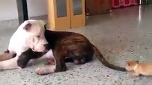 Pit-Bull vs Chihuahua : un "conflit" digne d'une comédie...