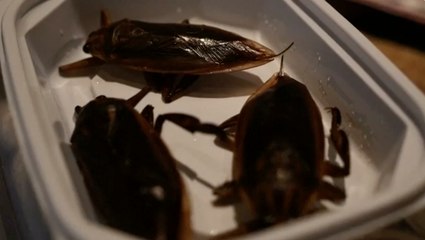 Japanese Lovers Celebrate Valentine's Day With Bugs