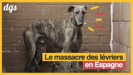 Des milliers de lévriers sont massacrés chaque année en Espagne