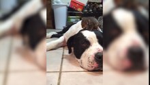 Ce bon chien, bienfaiteur d'un écureuil.