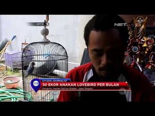 Raup Laba dari Bisnis Lovebird  - NET 10