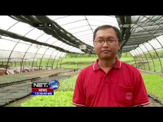Bisnis Sayuran Organik Melly Manuhutu  - NET 12