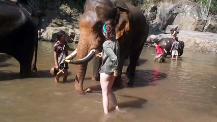 En Thaïlande, cette femme ce fait propulsée par les cornes d'un éléphant