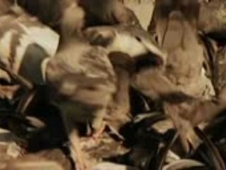 Bobby Burns ft Casablanca Connect-From Holland