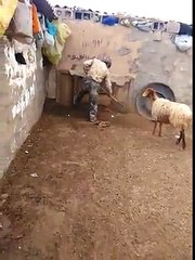 koyunların ve keçilerin yavruları ile müthiş buluşması