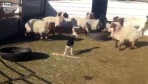 Quand une brebis met en panique un troupeau de mouton