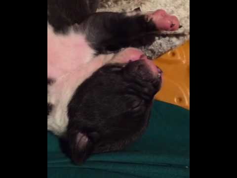 Sleepy Puppy Loves Getting Its Belly Rubbed