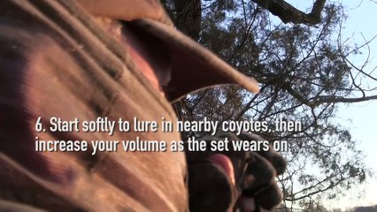 Sportsman's Notebook: Tips for Eastern Coyote Hunting