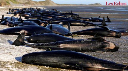 Pourquoi les baleines échouent-elles en Nouvelle-Zélande ?