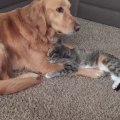 Golden Retriever puts up with overly-affectionate cat