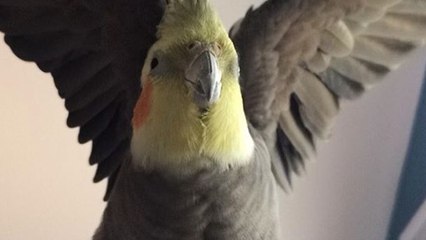 Cockatiel learns "show me your foot" trick