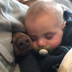 "Nosy" dog joins baby for nap time