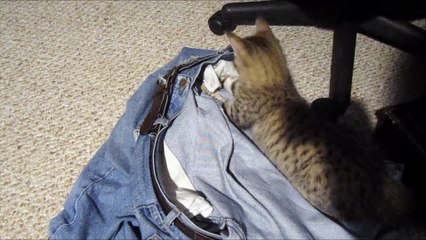 "Cat burglar" attacks owner when caught on camera