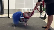 Déconcertante, la présence de ce porc à l'aéroport!
