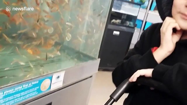 Nibbles the pet duck 'picks out' his fish at pet store