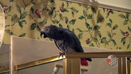 Will you be Einstein the Parrot's Valentine?