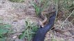 Red Bellied Black Snake Attacks Brown Snake at the Roadside